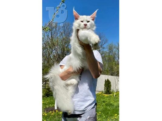 PoulaTo: Γατάκια Maine Coon